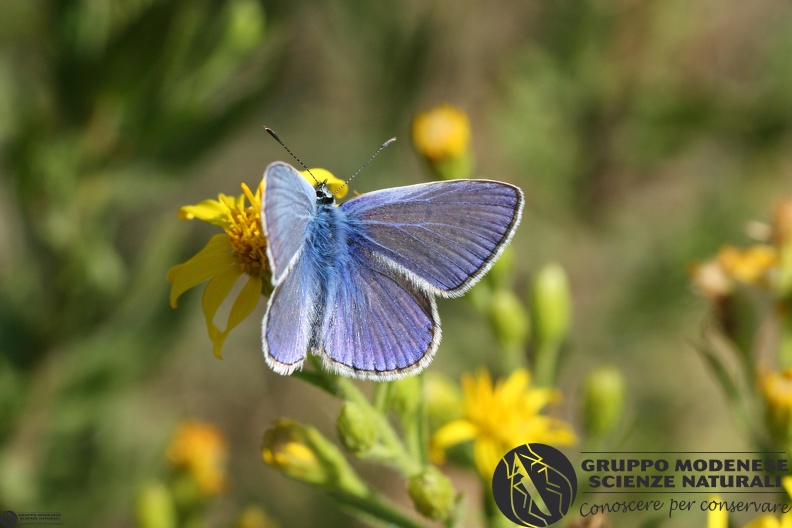 Lycaena Polyommatus icarus2.JPG