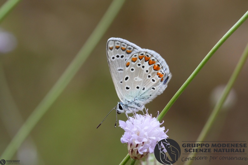 Lycaena Polyommatus icarus4.JPG