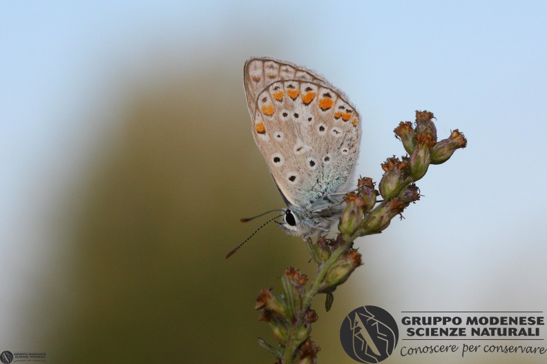 Lycaena Polyommatus icarus5.JPG