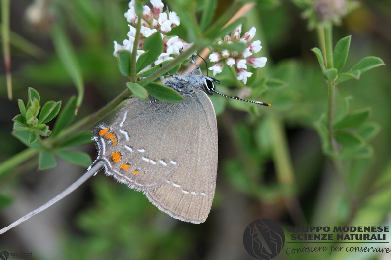 Lycaena Satyrium ilicis.JPG