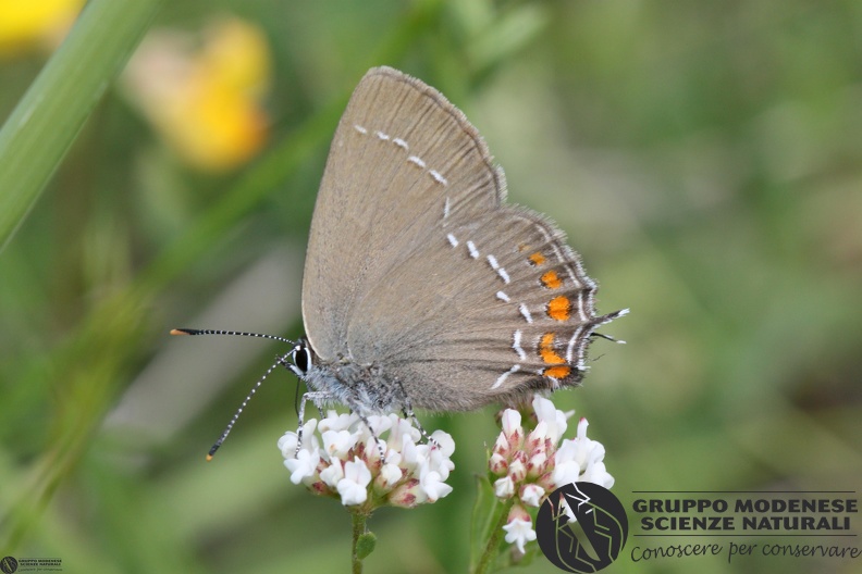 Lycaena Satyrium ilicis2.JPG