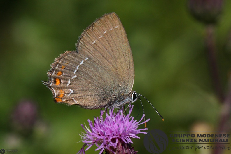 Lycaena Satyrium ilicis3.jpg