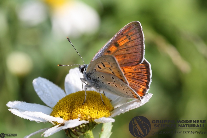 Lycaena alciphron (2).JPG