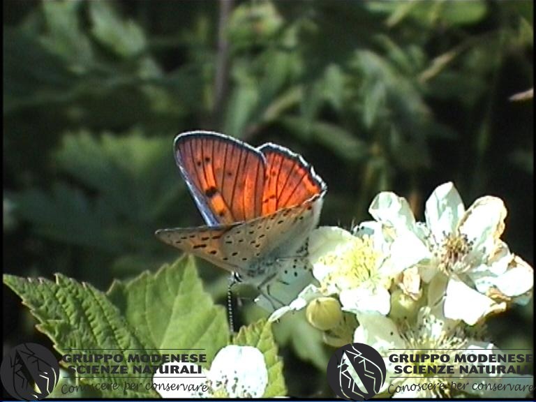 Lycaena alciphron .jpg