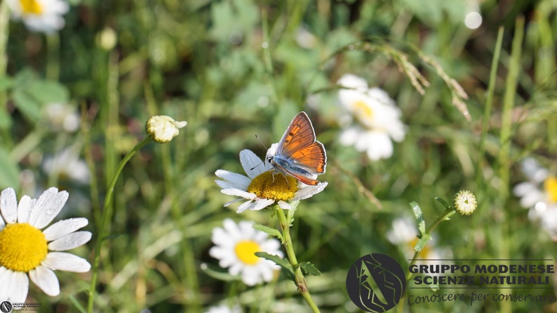 Lycaena alciphron wide.JPG