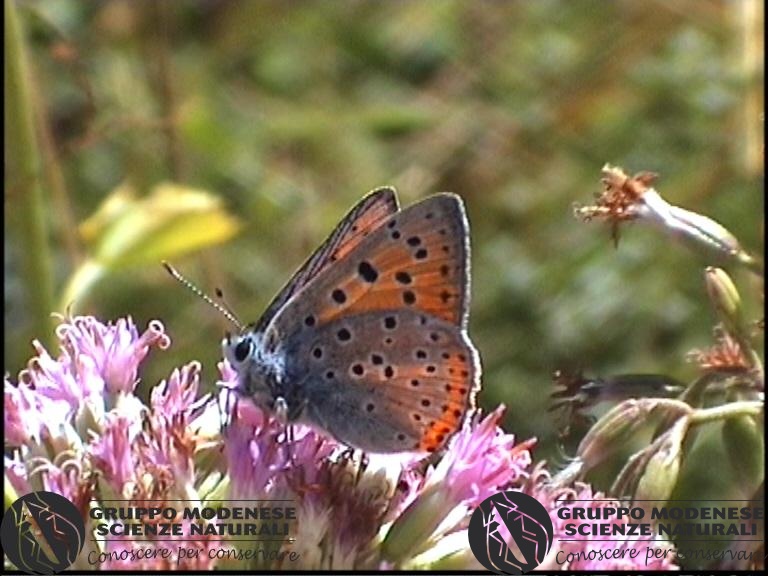 Lycaena alciphron.jpg