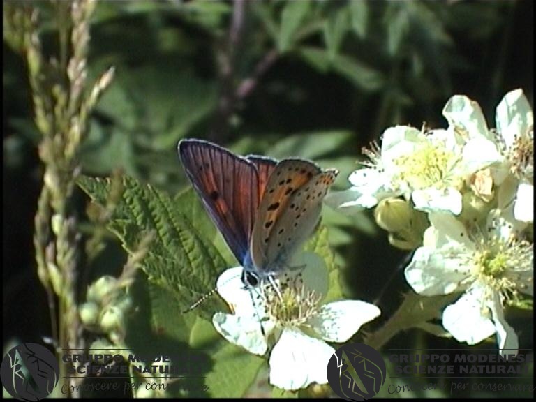 Lycaena alciphron2 .jpg