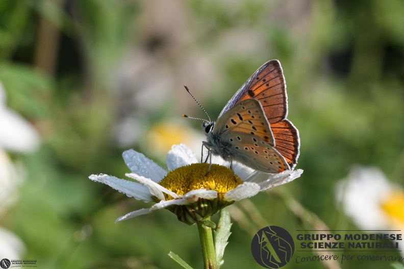 Lycaena alciphron2.JPG