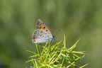 Lycaena alciphron3