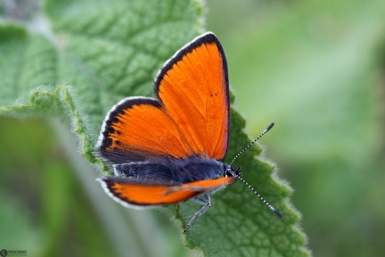 Lycaena italica male