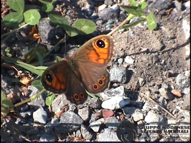 Lycaena maera.jpg