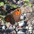 Lycaena maera