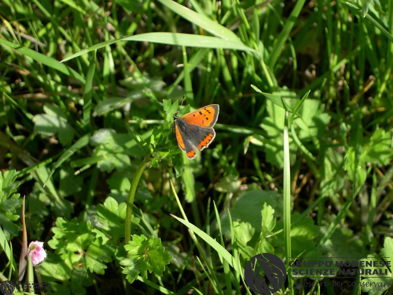 Lycaena phlaeas (2).JPG