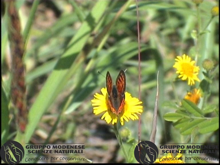 Lycaena phlaeas (3).jpg