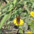 Lycaena phlaeas (3)