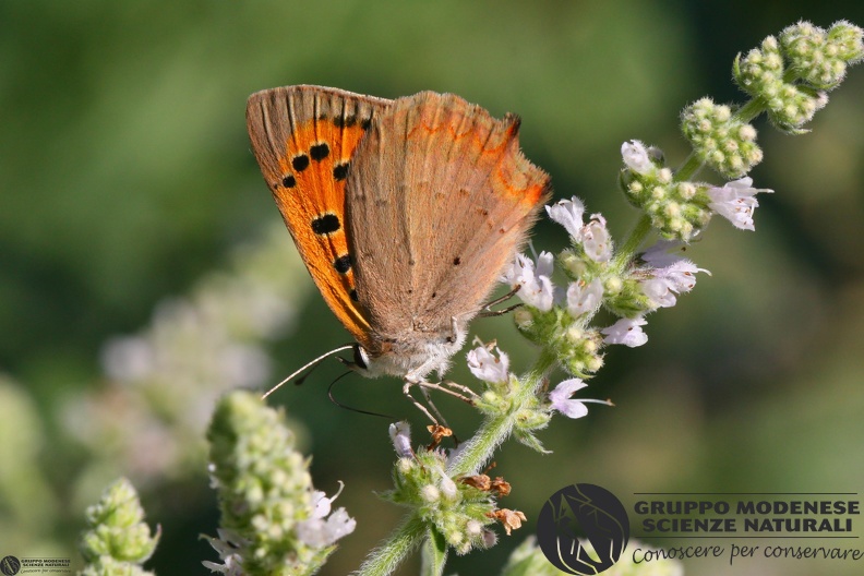 Lycaena phlaeas.JPG