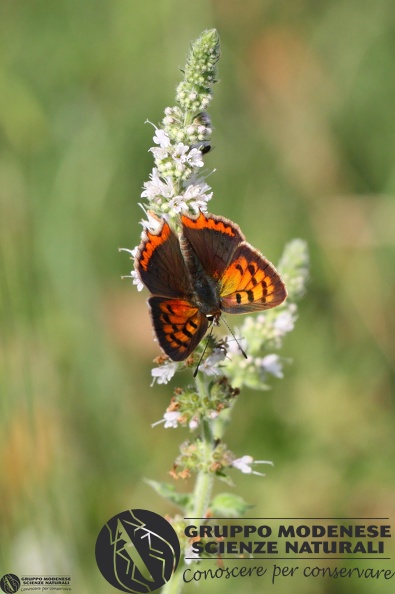 Lycaena phlaeas2.JPG