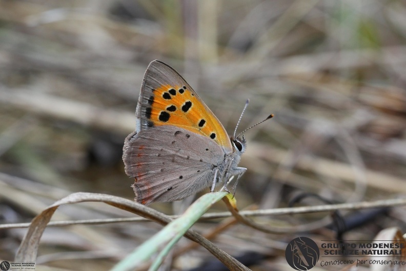 Lycaena phlaeas3.JPG