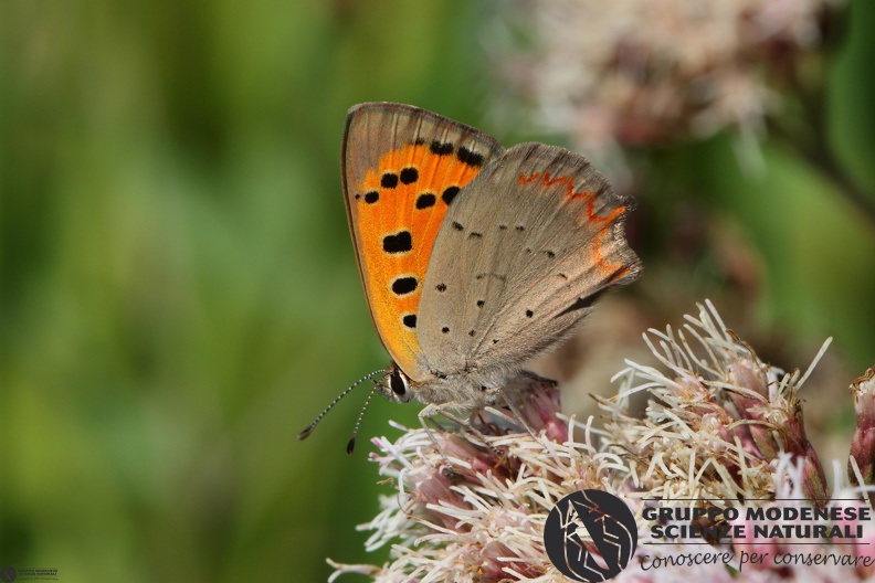 Lycaena phlaeas4.JPG