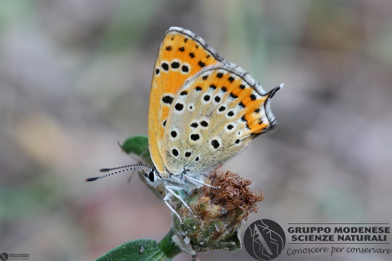 Lycaena thersamon female.JPG