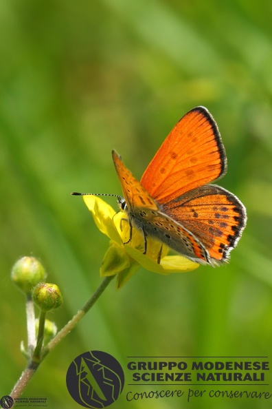 Lycaena thersamon.JPG