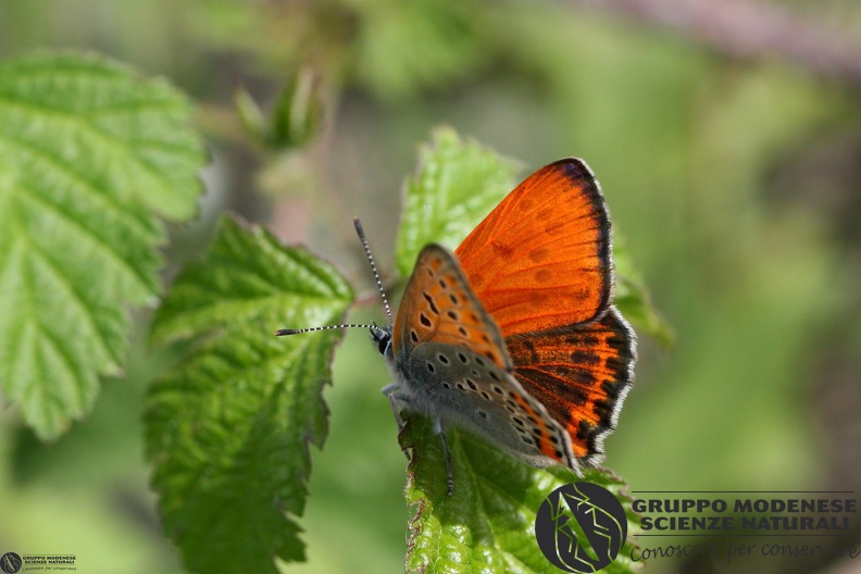 Lycaena thersamon2.JPG