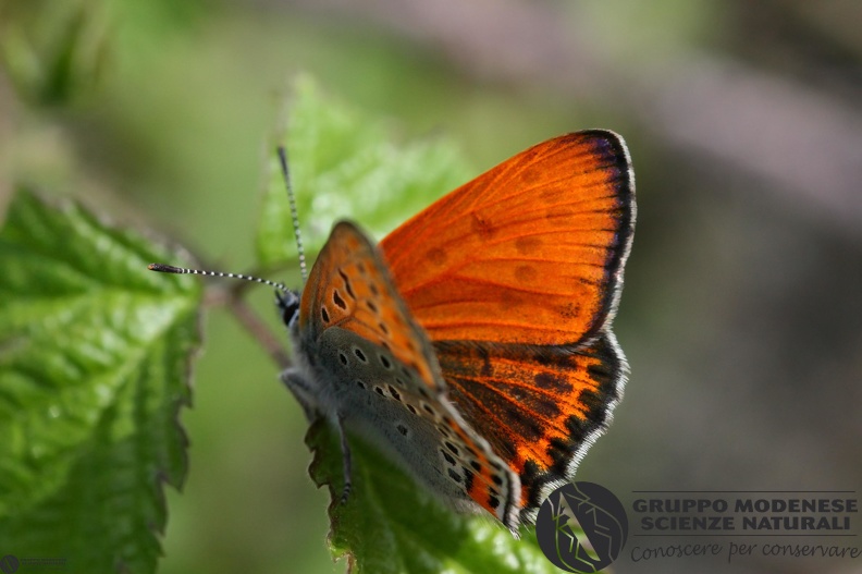 Lycaena thersamon3.JPG