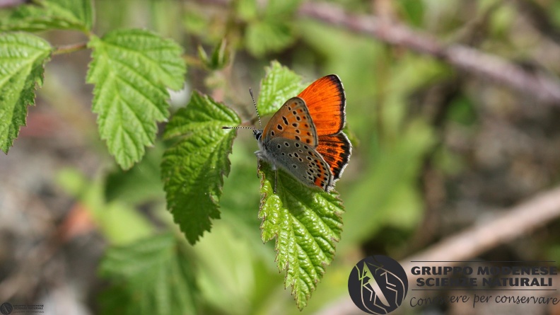 Lycaena thersamon4.JPG