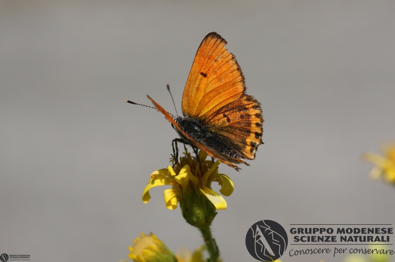 Lycaena thersamon5.JPG