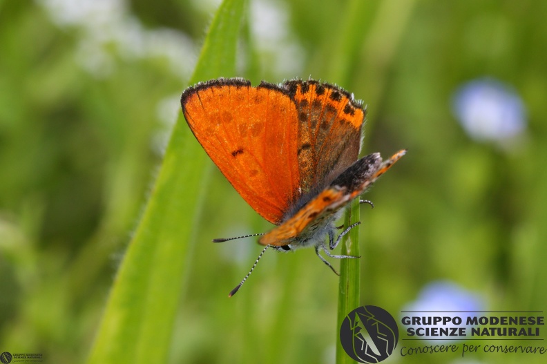 Lycaena thersamon6.JPG