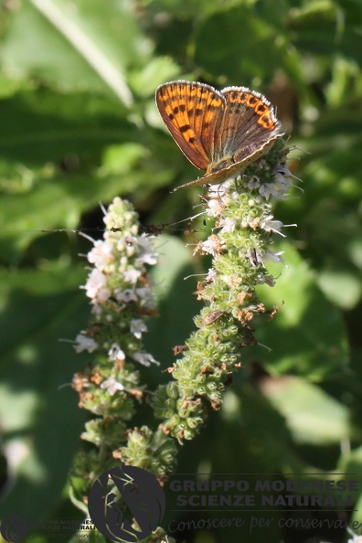 Lycaena tityrus female.JPG