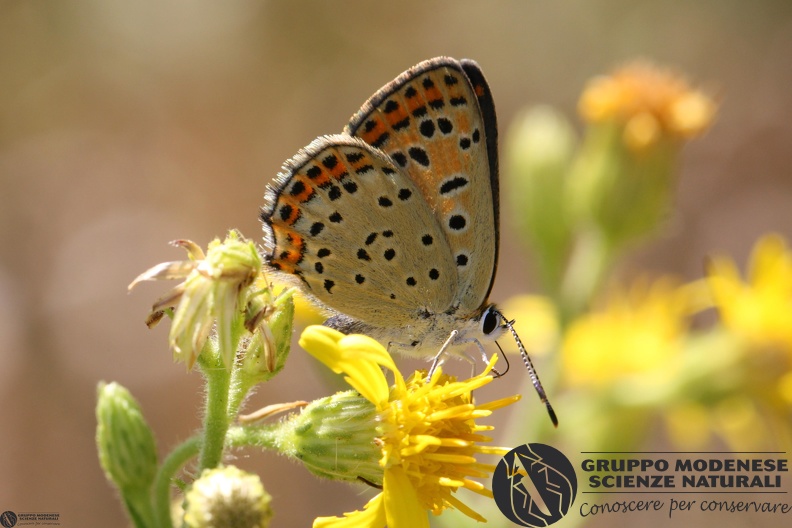 Lycaena tityrus female2.JPG