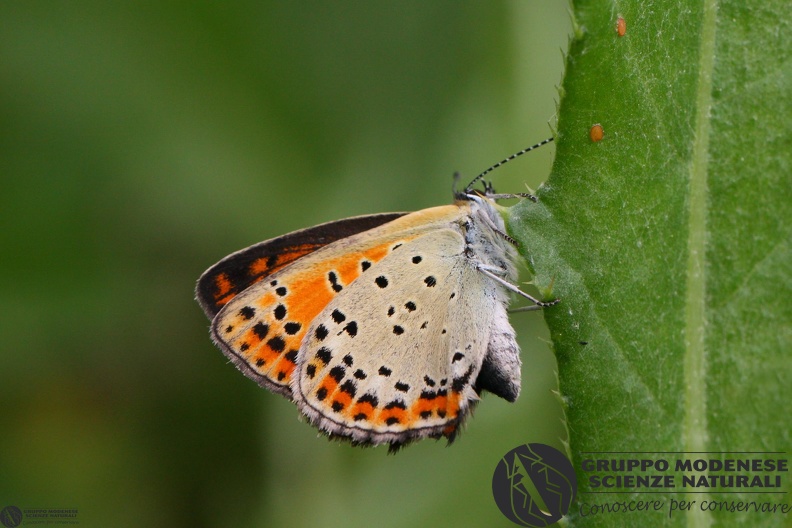 Lycaena tityrus female3.JPG