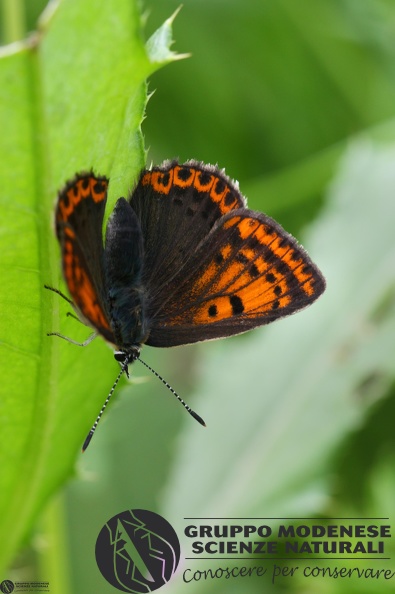 Lycaena tityrus female4.JPG