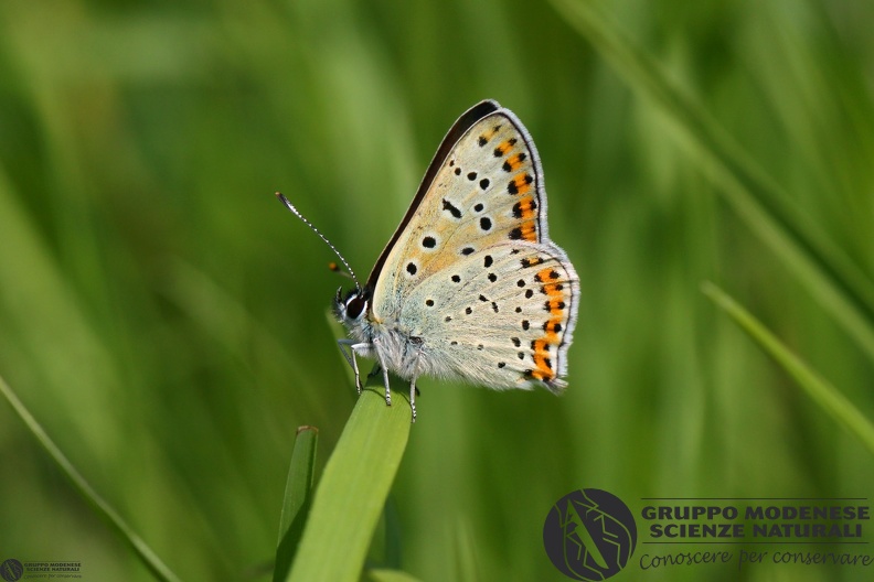 Lycaena tityrus male3.JPG