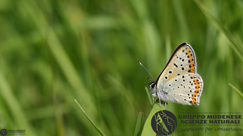 Lycaena tityrus male4.JPG