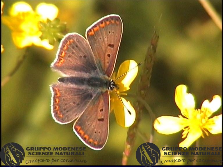 Lycaena tytirus (2).jpg