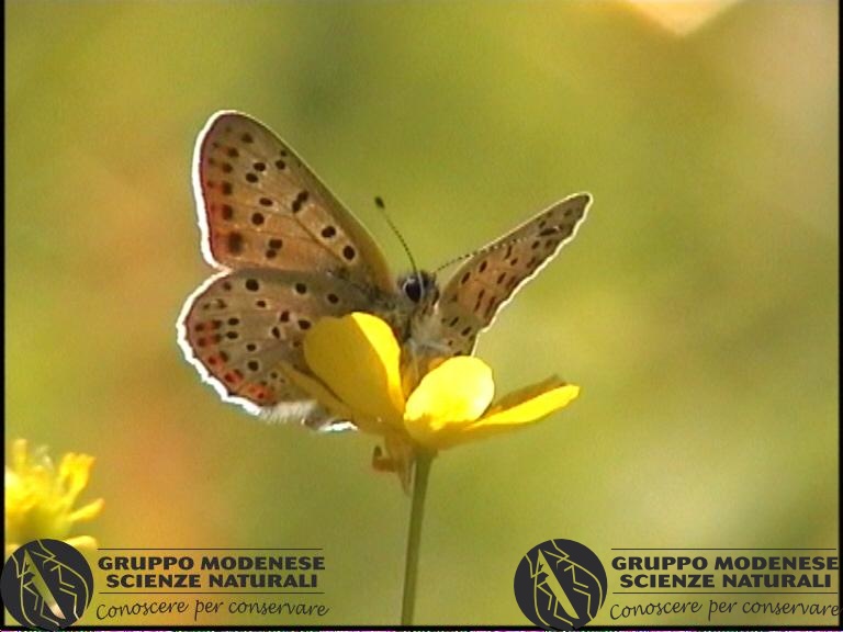 Lycaena tytirus3.jpg