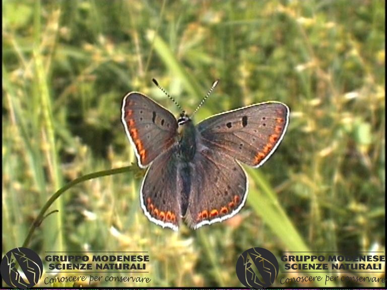 Lycaena tytirus4.jpg