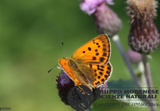 Lycaena virgaureae female