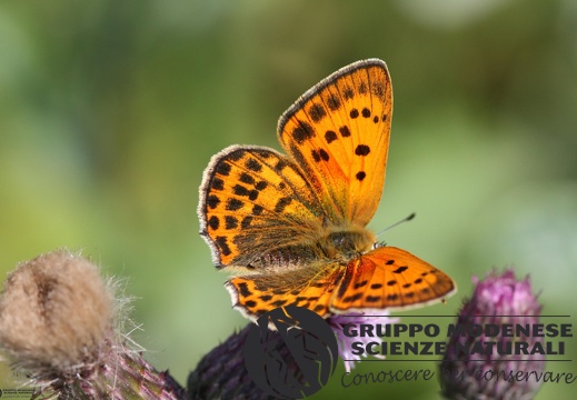 Lycaena virgaureae female2