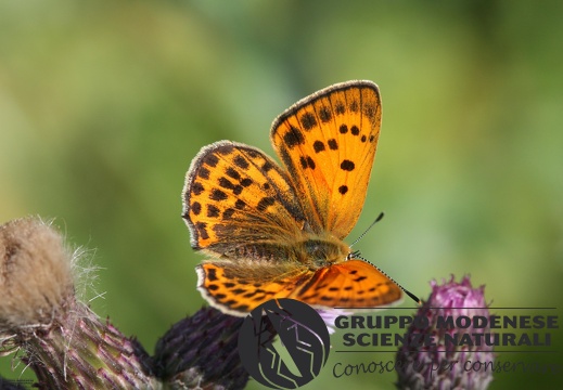 Lycaena virgaureae female3