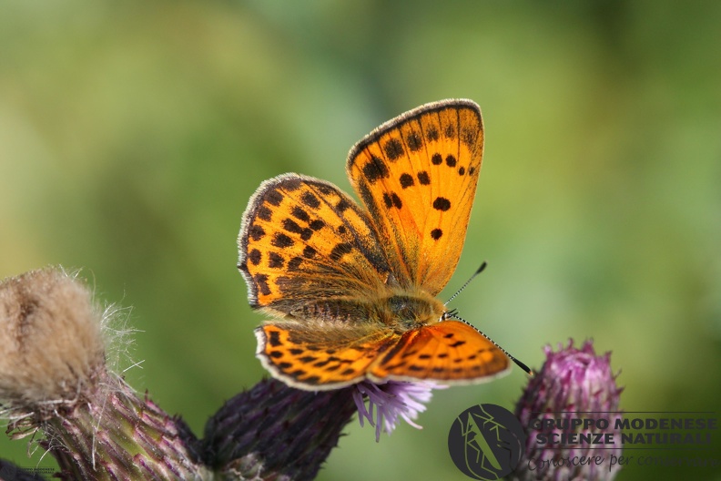 Lycaena virgaureae female3.JPG