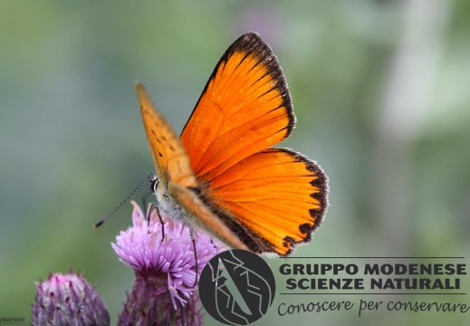 Lycaena virgaureae male