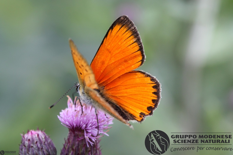 Lycaena virgaureae male.JPG