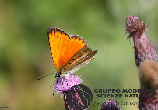 Lycaena virgaureae male2