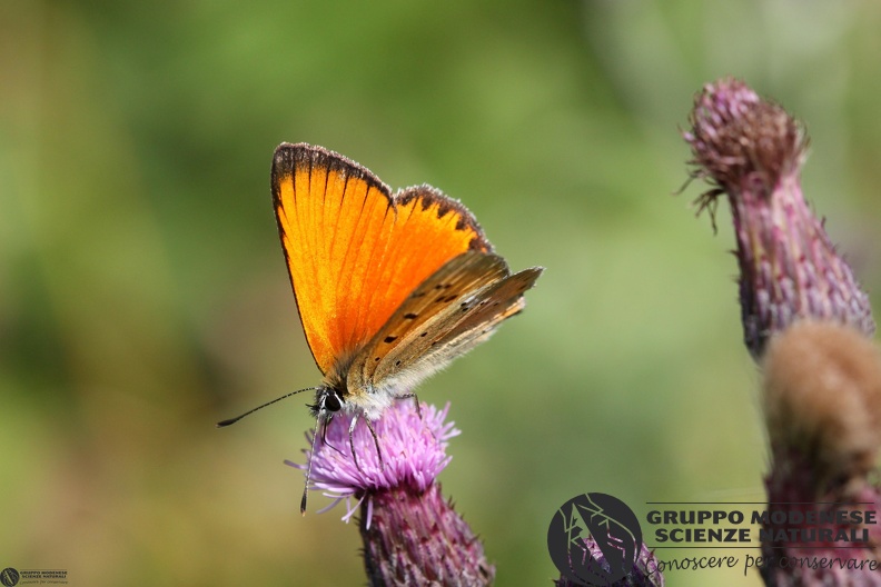 Lycaena virgaureae male2.JPG