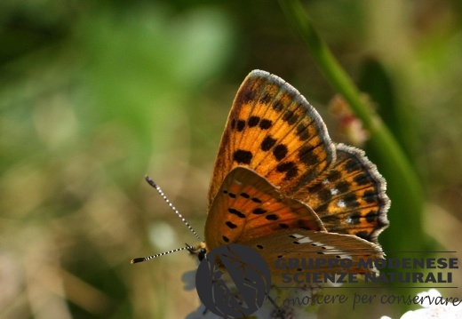 Lycaena virgaureae