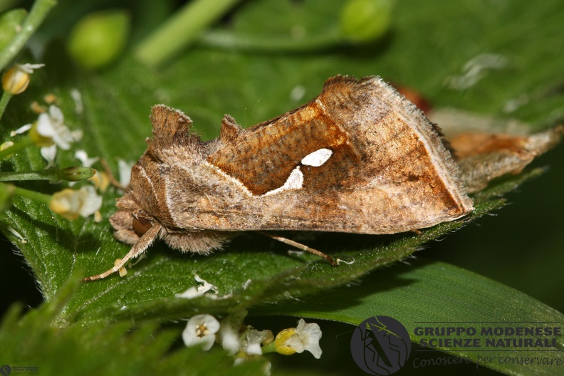 Macdunnoughia confusa flash.JPG