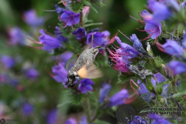 Macroglossa stellatarum2.JPG